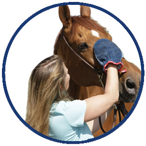 Fellpflegehandschuh & Hundebürste | Fellpflege von Hund, Katze, Pferd und kurzhaariger Kleintiere | Grooming Glove | VetMedCare® 18 Fellpflege Pferd