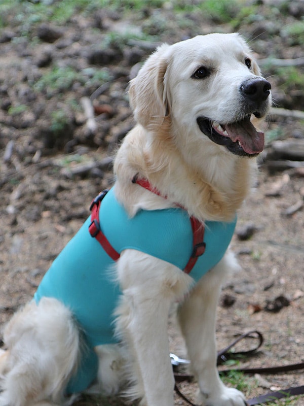 VetMedCare Hund Body