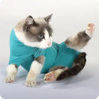 Katzen + Kleintiere