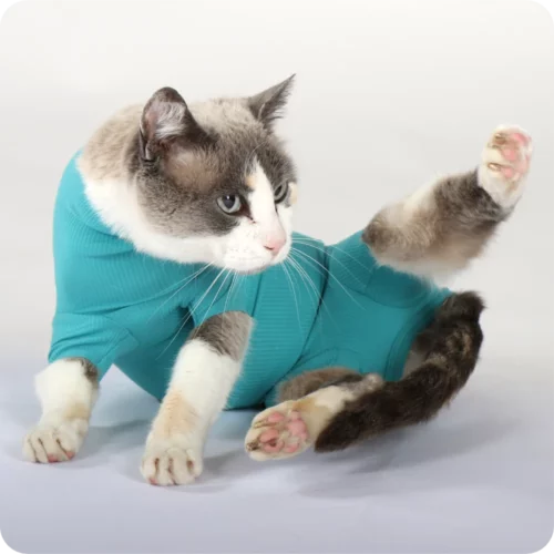 Katzen + Kleintiere