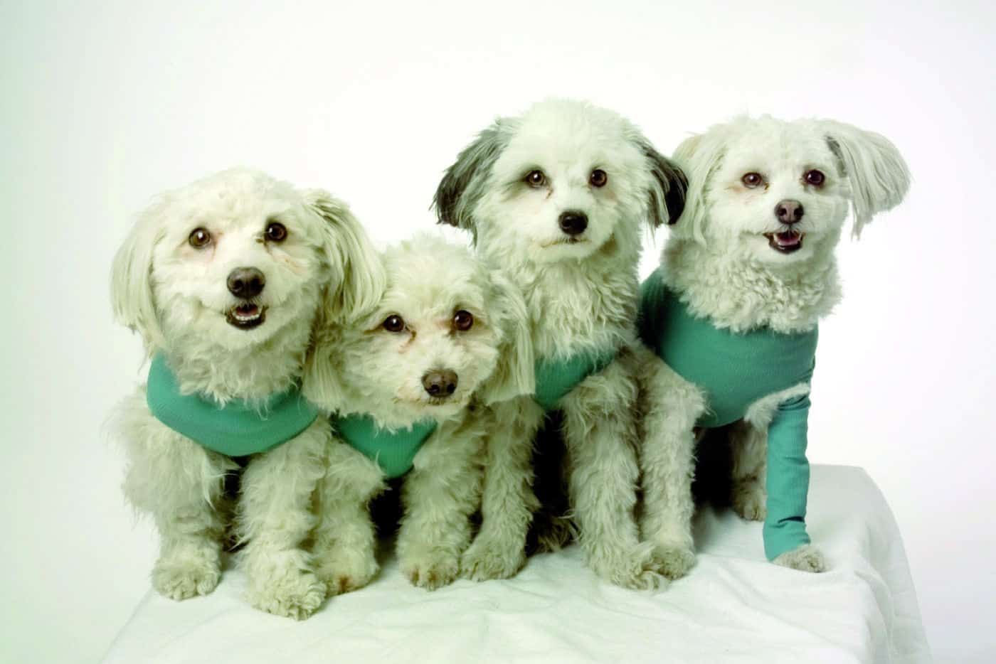 VetMedCare Demobild