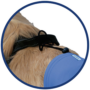 Hunde Sicherheitshosen / Hundewindeln | Dog Safety Pants bei Läufigkeit, Menstruation und Inkontinenz | VetMedCare® 24 Brustgeschirr Fixierung