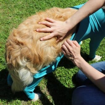 VetMedCare Hundebody mit Reißverschluss und vier Läufen