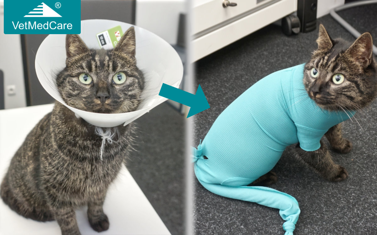 Praxisbeispiel: Katzenbody anstelle Halskrause bei Bisswunde mit Operation am Katzenschwanz 1 Katze Halskrause tauschen gegen Katzenbody