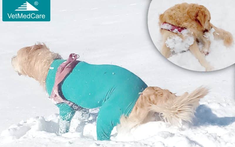 Hundefell Schneebälle Schneeklumpel im Fell