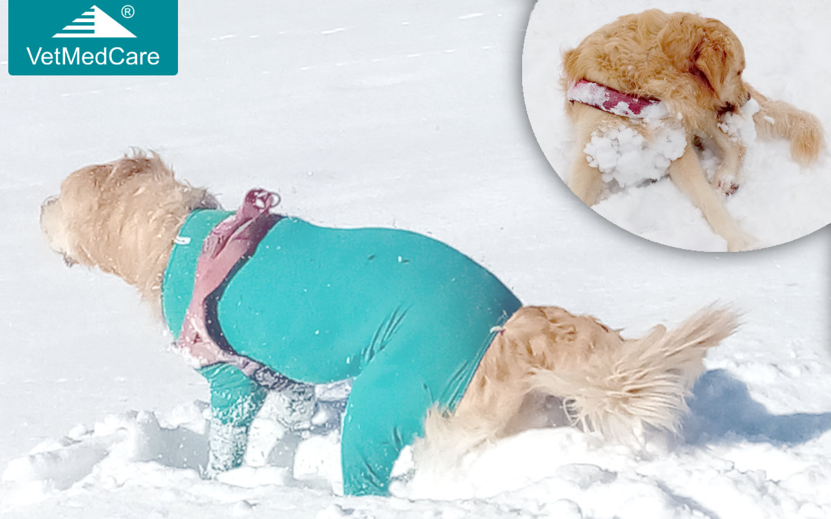 Schutz vor Schneeklumpen im (langhaar) Hundefell mit dem VetMedCare Hundebody mit Zipper 1 Hundefell Schneebälle Schneeklumpel im Fell