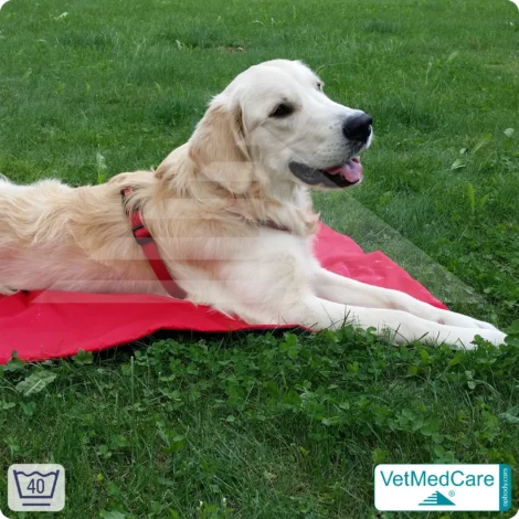Animal Pad | stark isolierende Hundedecke Rot/Schwarz - auch für das Hundebett und Auto | VetMedCare® 13 Animal Pad | stark isolierende Hundedecke Rot/Schwarz - auch für das Hundebett und Auto | VetMedCare®