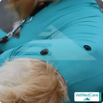 Druckknöpfe Set | schwarz oder transparent | VetMedCare® 16 Druckknöpfe Set | schwarz | VetMedCare®