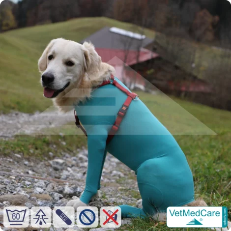 Hundebody Rüde mit Läufen | Ganzkörperbody speziell für den Rüden | VetMedCare® 12 Hundebody Rüde mit Läufen | Ganzkörperbody speziell für den Rüden | VetMedCare®
