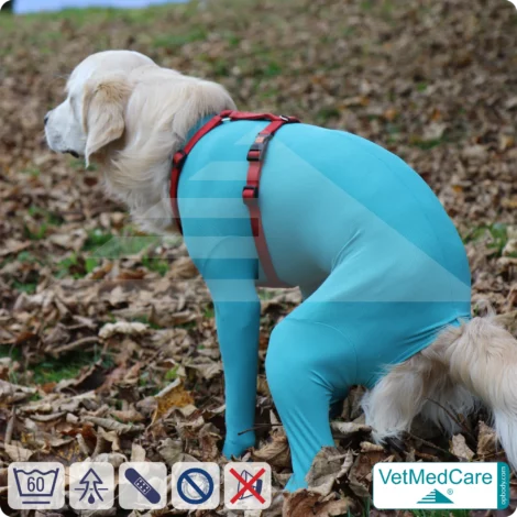 Hundebody Rüde mit Läufen | Ganzkörperbody speziell für den Rüden | VetMedCare® 16 Hundebody Rüde mit Läufen | Ganzkörperbody speziell für den Rüden | VetMedCare®