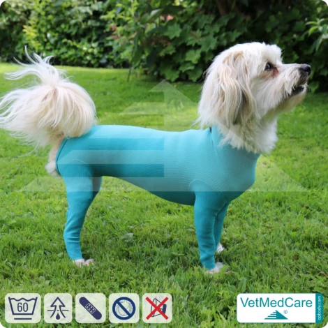 Hundebody für Hündin mit Läufen | Ganzkörperbody speziell für die Hündin | VetMedCare® 21 Hundebody für Hündin mit Läufen | Ganzkörperbody speziell für die Hündin | VetMedCare®