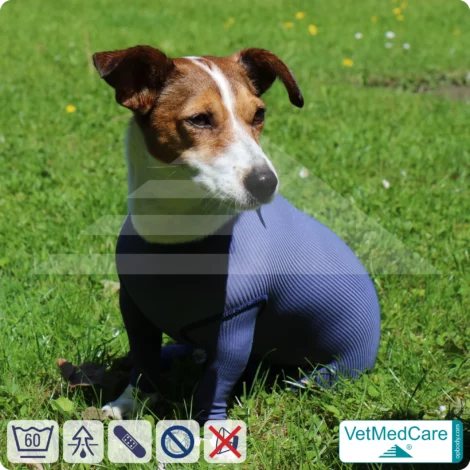 Hundebody für Hündin mit Läufen | Ganzkörperbody speziell für die Hündin | VetMedCare® 20 Hundebody für Hündin mit Läufen | Ganzkörperbody speziell für die Hündin | VetMedCare®