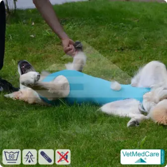 Hund OP Hundebody Male | speziell für den Rüden | VetMedCare® 13 Hund OP Hundebody Male | speziell für den Rüden | VetMedCare®