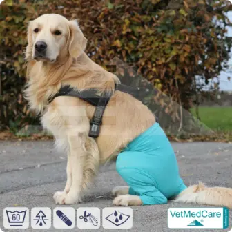 Hunde Sicherheitshosen / Hundewindeln | Dog Safety Pants bei Läufigkeit, Menstruation und Inkontinenz | VetMedCare® 16 Hunde Sicherheitshosen + Hundewindeln | Dog Safety Pants bei Läufigkeit, Menstruation und Inkontinenz | VetMedCare®