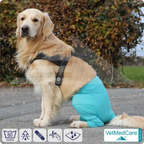 Hunde Sicherheitshosen / Hundewindeln | Dog Safety Pants bei Läufigkeit, Menstruation und Inkontinenz | VetMedCare® 16 Hunde Sicherheitshosen + Hundewindeln | Dog Safety Pants bei Läufigkeit, Menstruation und Inkontinenz | VetMedCare®