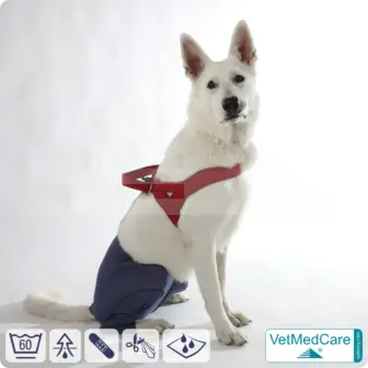 Hunde Sicherheitshosen / Hundewindeln | Dog Safety Pants bei Läufigkeit, Menstruation und Inkontinenz | VetMedCare® 21 Hunde Sicherheitshosen + Hundewindeln | Dog Safety Pants bei Läufigkeit, Menstruation und Inkontinenz | VetMedCare®