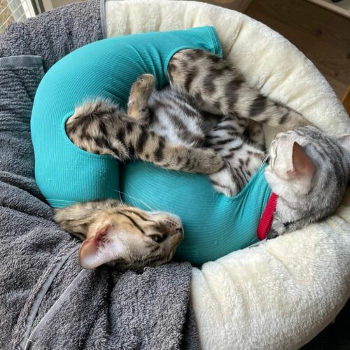 43066785 129432825 c17149b0 a36a 48d6 b73b 13fb9bd742c7 1