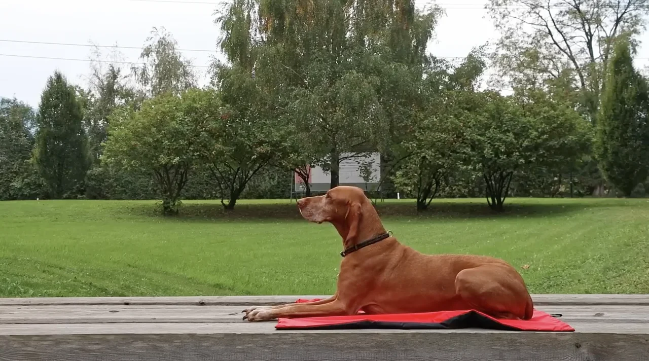 VetMedCare Hunde Produkte